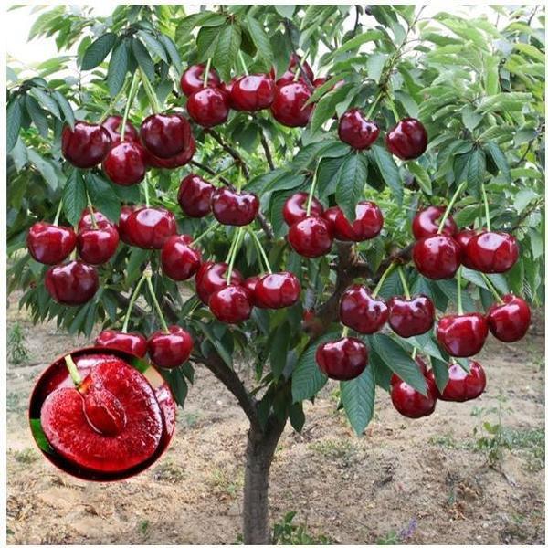 ๐75K+ SOLD! ๐ณCherry Tree Seeds โ Delicious, Fresh Cherries Await!