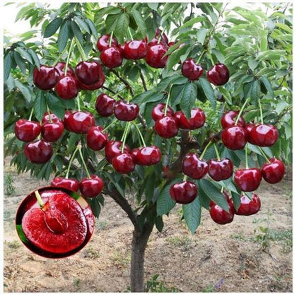 🏆75K+ SOLD! 🌳Cherry Tree Seeds – Delicious, Fresh Cherries Await!