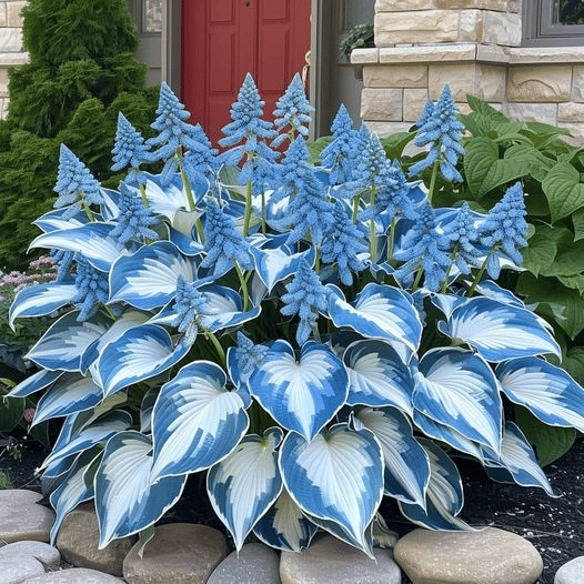 🌿Rare Hosta Seeds for Lush Shade Gardens💖🔥1 Pack-100 Seeds🔥Buy 3 Get 1 FREE!