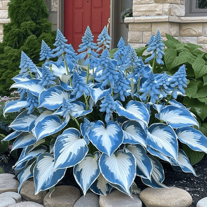🌿Rare Hosta Seeds for Lush Shade Gardens💖🔥1 Pack-100 Seeds🔥Buy 3 Get 1 FREE!