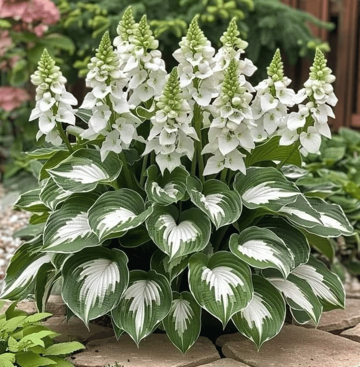 🌿Rare Hosta Seeds for Lush Shade Gardens💖🔥1 Pack-100 Seeds🔥Buy 3 Get 1 FREE!