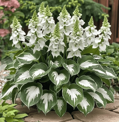 🌿Rare Hosta Seeds for Lush Shade Gardens💖🔥1 Pack-100 Seeds🔥Buy 3 Get 1 FREE!