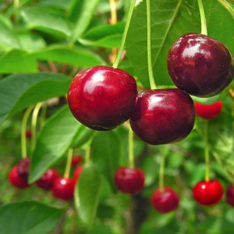 🏆75K+ SOLD! 🌳Cherry Tree Seeds – Delicious, Fresh Cherries Await!