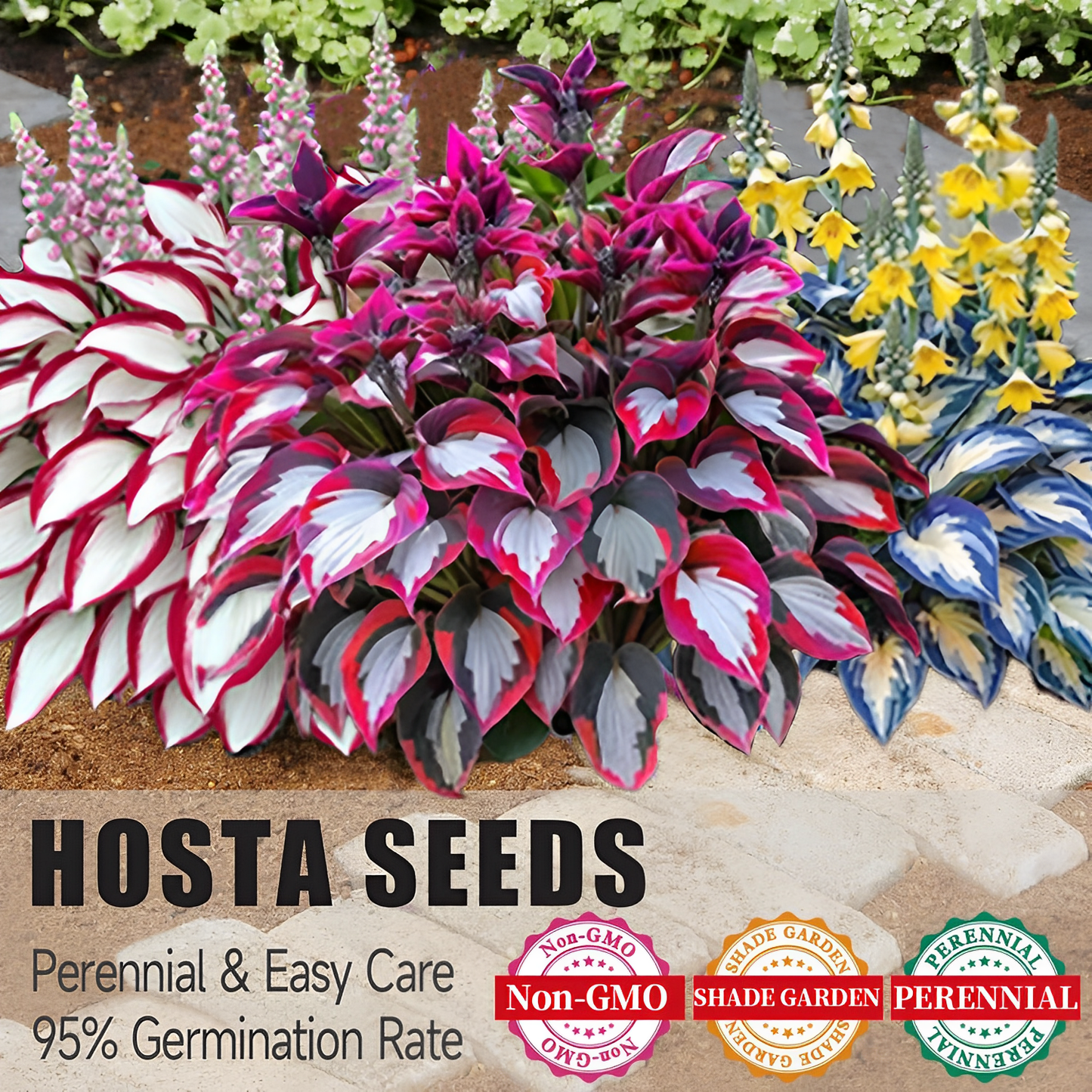 🌿Rare Hosta Seeds for Lush Shade Gardens💖🔥1 Pack-100 Seeds🔥Buy 3 Get 1 FREE!