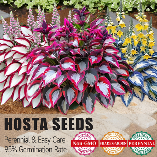 🌿Rare Hosta Seeds for Lush Shade Gardens💖🔥1 Pack-100 Seeds🔥Buy 3 Get 1 FREE!