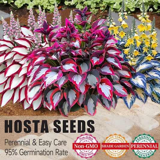 🌿Rare Hosta Seeds for Lush Shade Gardens💖🔥1 Pack-100 Seeds🔥Buy 3 Get 1 FREE!