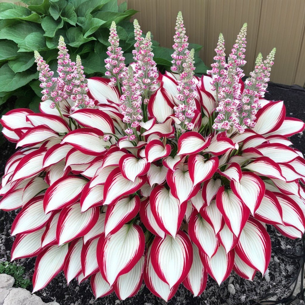 🌿Rare Hosta Seeds for Lush Shade Gardens💖🔥1 Pack-100 Seeds🔥Buy 3 Get 1 FREE!