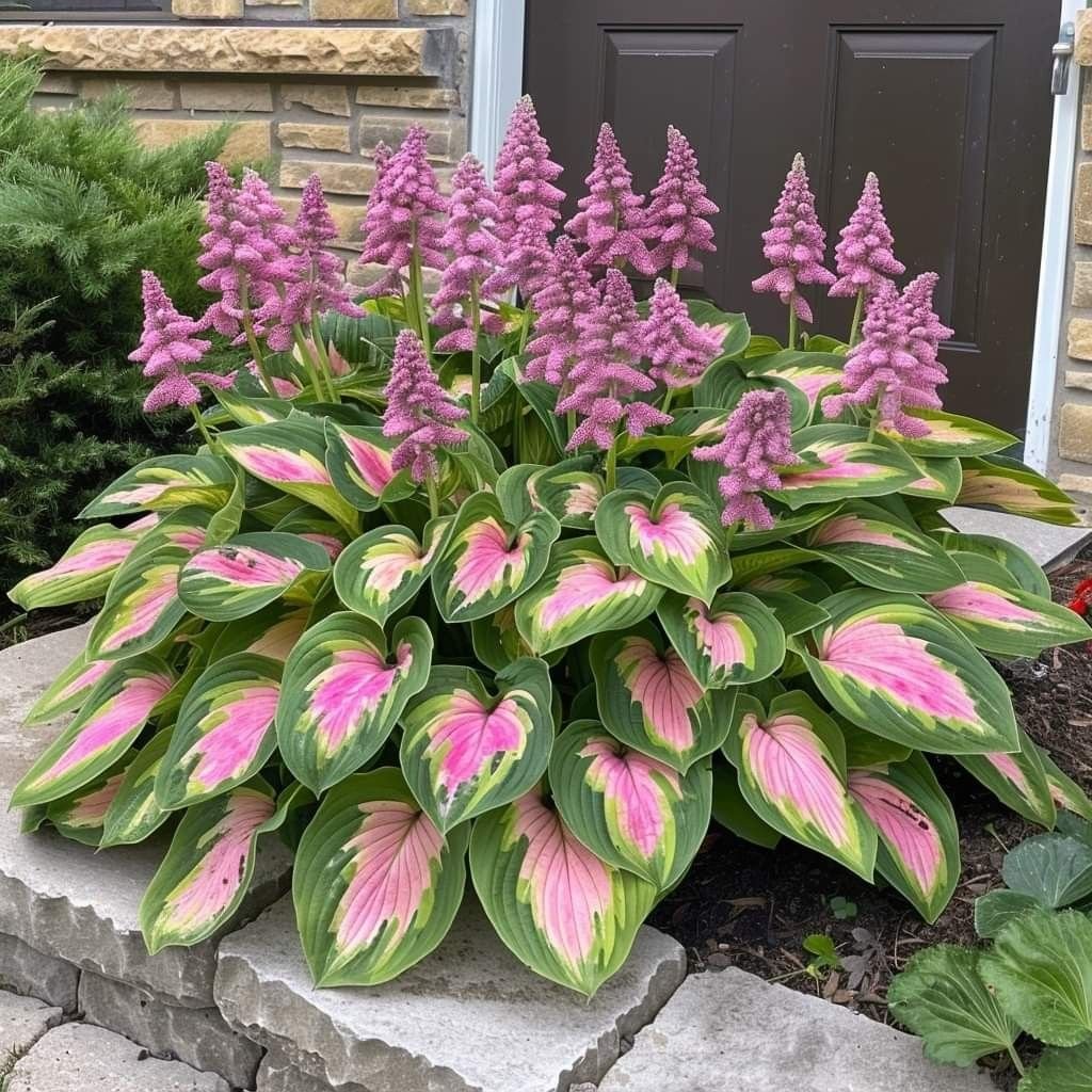 🌿Rare Hosta Seeds for Lush Shade Gardens💖🔥1 Pack-100 Seeds🔥Buy 3 Get 1 FREE!