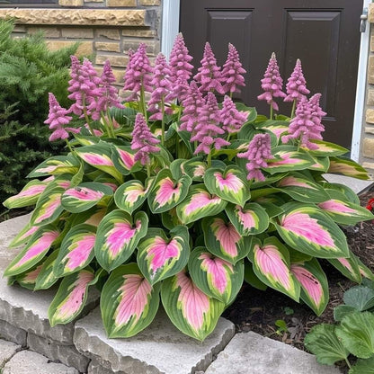 🌿Rare Hosta Seeds for Lush Shade Gardens💖🔥1 Pack-100 Seeds🔥Buy 3 Get 1 FREE!