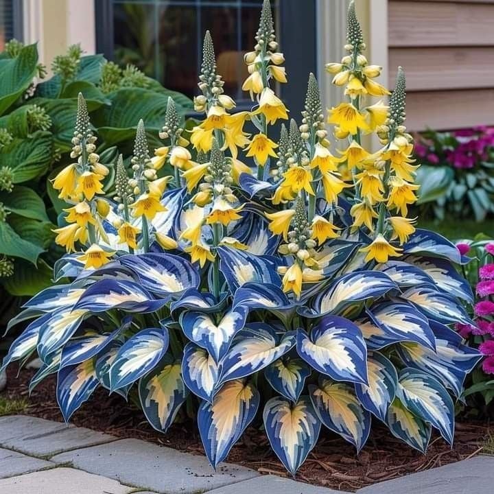 🌿Rare Hosta Seeds for Lush Shade Gardens💖🔥1 Pack-100 Seeds🔥Buy 3 Get 1 FREE!