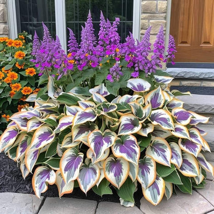 🌿Rare Hosta Seeds for Lush Shade Gardens💖🔥1 Pack-100 Seeds🔥Buy 3 Get 1 FREE!